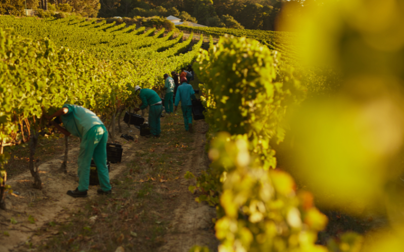 Pre-Harvest Safety: Train-the-Trainer